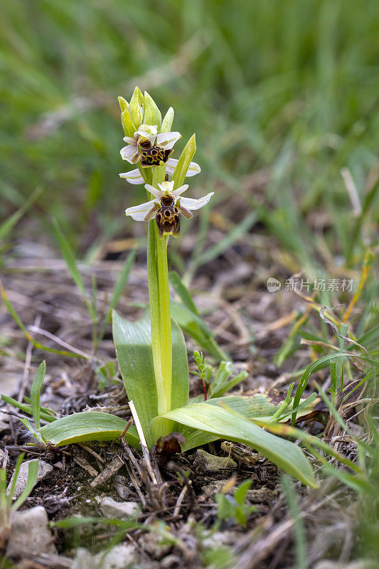 野生兰花;科学名称;Ophrys umbilicata